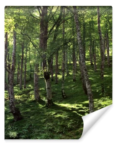 Forest in Spain, Europe