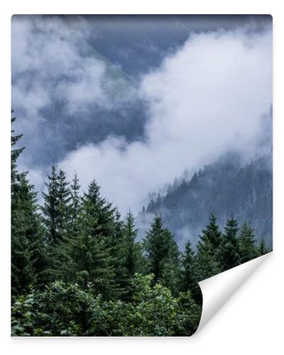 Deep clouds over the fir trees in the Austrian Alps - Vorarlberg region - travel photography