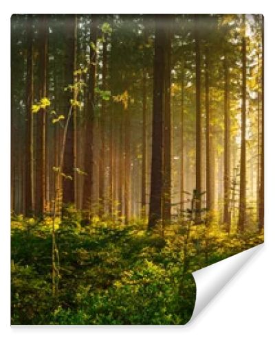 Silent Forest in spring