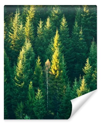 Beautiful evergreen forest with fir trees
