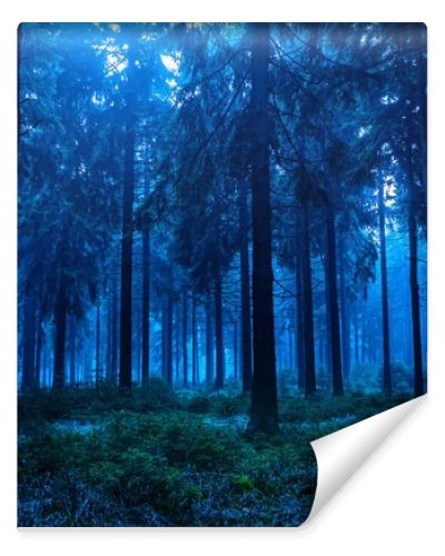 Night scene of autumn forest in Thuringia, Germany