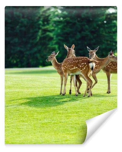 beautiful deer in park