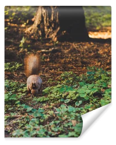 squirrel in forest