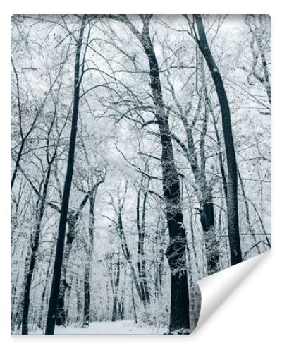 tranquil winter forest under white cloudy sky