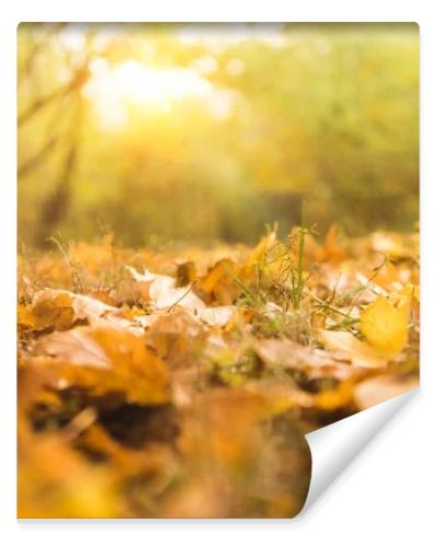 fallen maple leaves