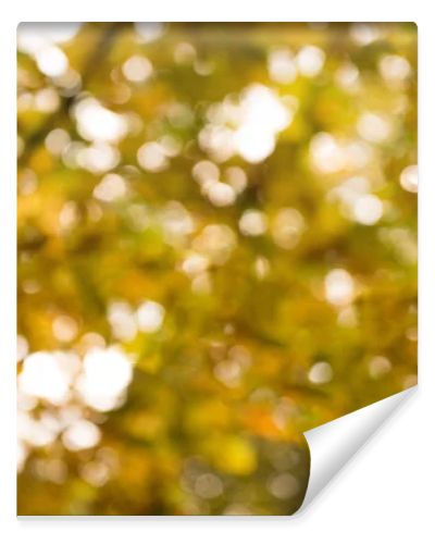 tree branches