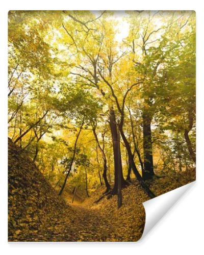 autumn park covered with fallen leaves