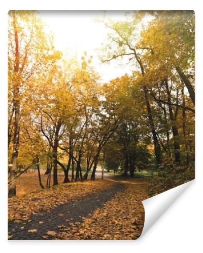 pathway in autumn park