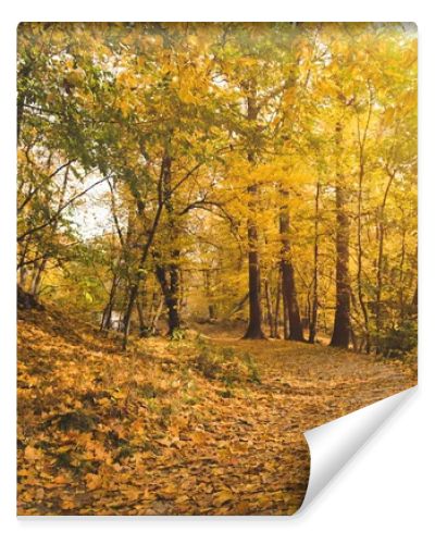 autumn forest