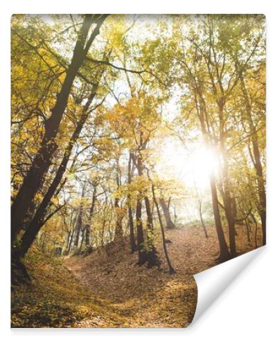 beautiful autumn forest