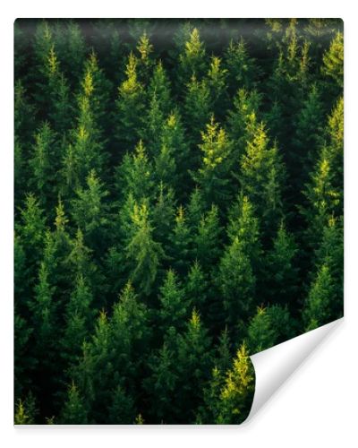 A beautiful view from the above to the forest in summer morning. Aero photography of the wild woods.
