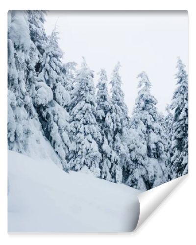 winter forest