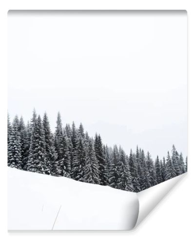 pine trees forest covered with snow on hill with white sky on background