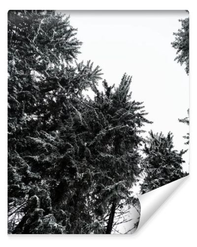 bottom view of pine trees covered with snow with white pure sky on background