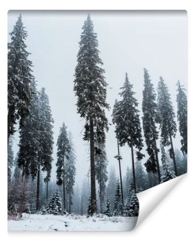 scenic view of pine forest with tall trees covered with snow
