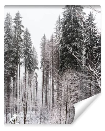 scenic view of pine forest with tall trees covered with snow