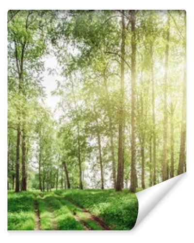 Beautiful forest background