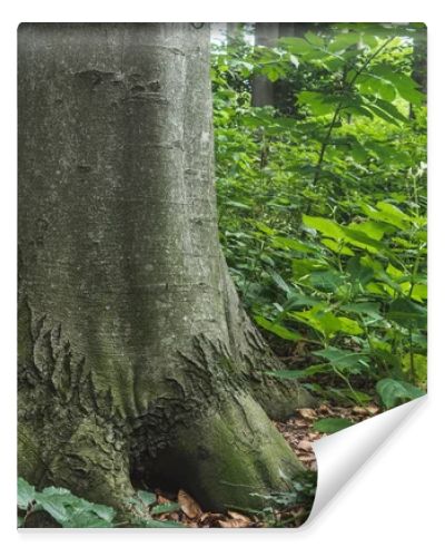 close-up shot of massive tree trunk growing in forest