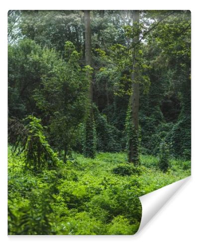 tranquil shot of forest with ground covered with green vine
