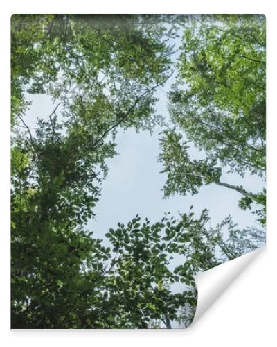 bottom view of blue sky through tree branches