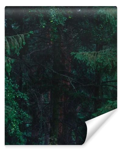 full frame shot of dramatic pine forest