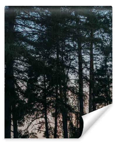 silhouettes of pine trees with sunset sky on background