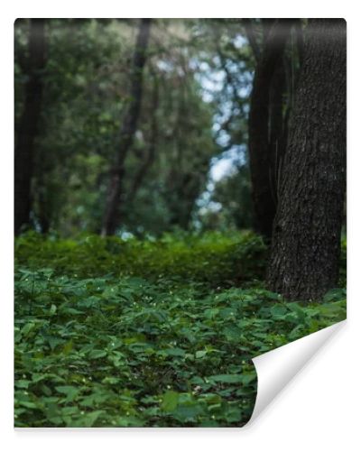 dramatic shot of beautiful forest with ground covered with leaves