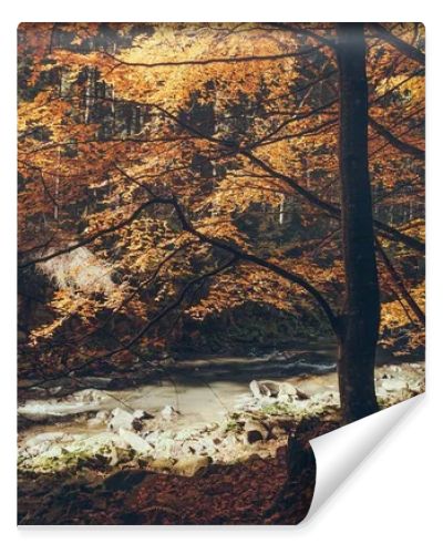 mountain river in autumnal forest, Carpathians, Ukraine