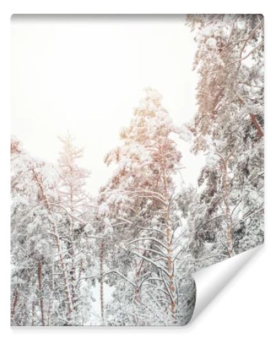 low angle view of snowy winter forest and sunlight