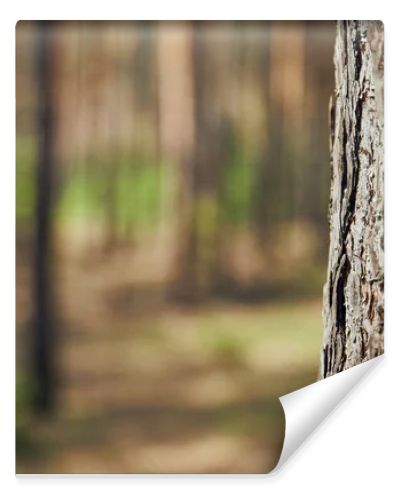 Close up view of textured tree in forest with copy space