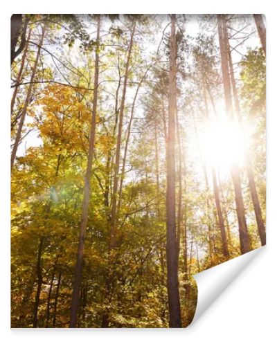 sun, trees with yellow and green leaves in autumnal park at day 