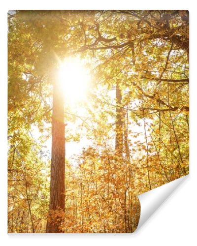 sun, trees with yellow and green leaves in autumnal park at day 