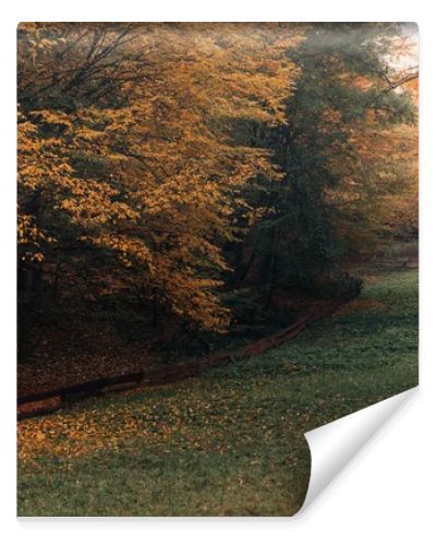 Pathway with fallen yellow leaves in autumn forest