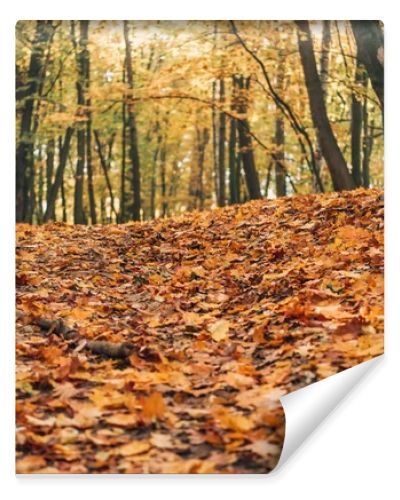 Selective focus of autumn forest with fallen leaves 