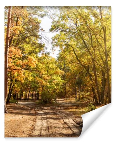 scenic autumnal forest with golden foliage, path and shining sun