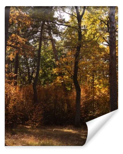 scenic autumnal forest with trees in sunlight