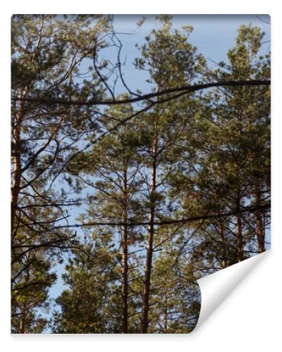 low angle view of picturesque forest with green tall pines in sunlight