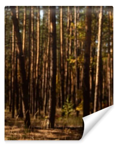 picturesque autumnal forest with tall pines in sunlight