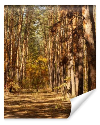 scenic autumnal forest with tree trunks and path in sunlight