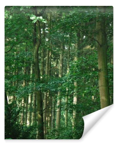 scenic view of green beautiful trees in forest in Hamburg, Germany 