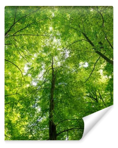 Natural Forest of Beech 