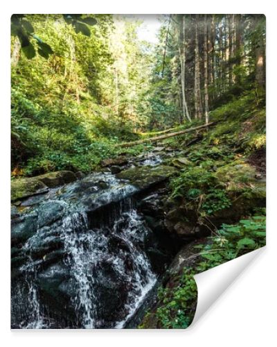 flowing river near wet stones in woods