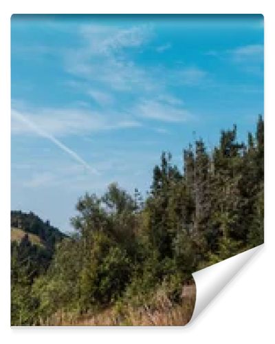 panoramic shot of evergreen pines near golden field against sky 