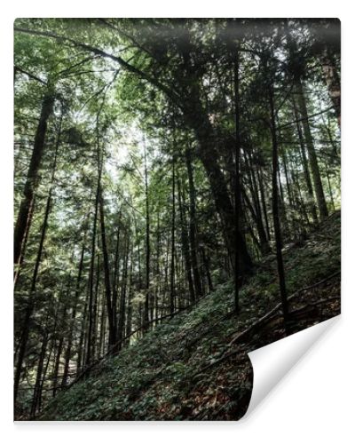 low angle view of trees with green leaves in woods 