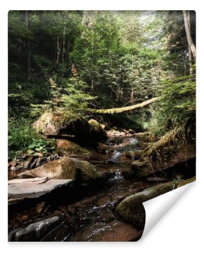 tranquil forest with flowing river and stones 
