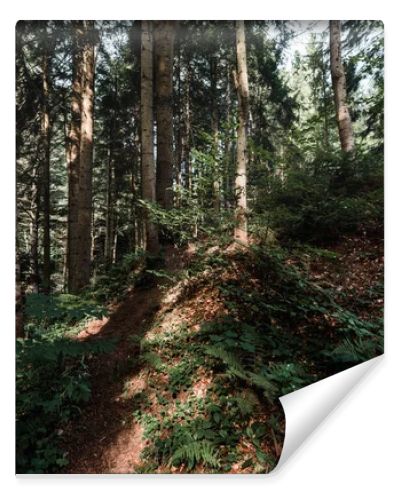 sunshine on trees with green and fresh leaves in forest 