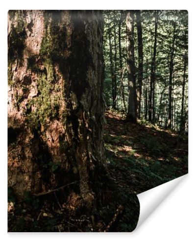 sunshine on tree trunk near plants in woods