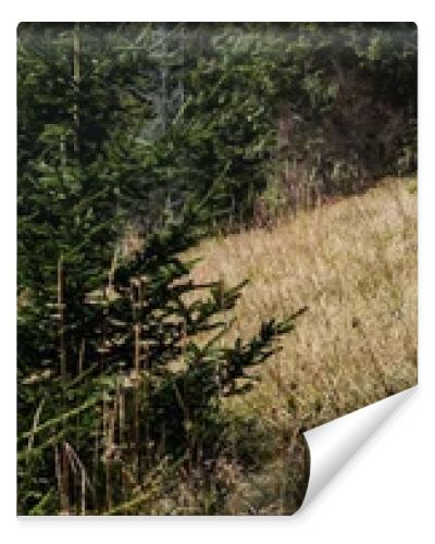 panoramic shot of evergreen pines near golden barley field 