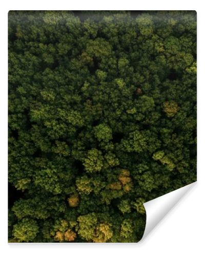Green forest and many trees from a height.