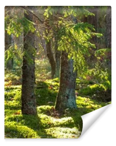 Forest nature background. Summer green forest